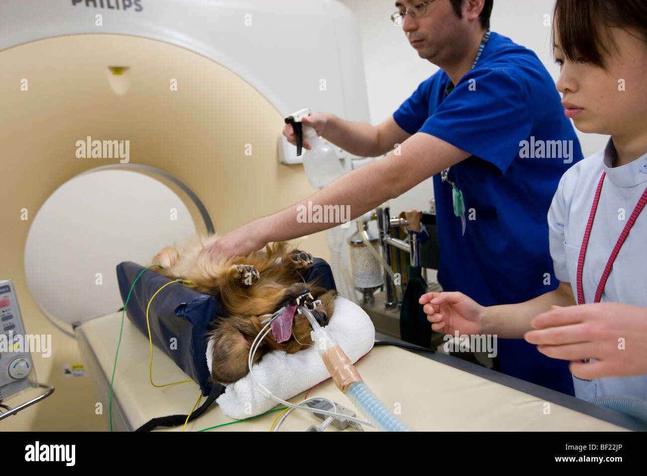 Un perro dachshound sufre una tomografía computarizada, en una clínica veterinaria en japonés. Foto de stock