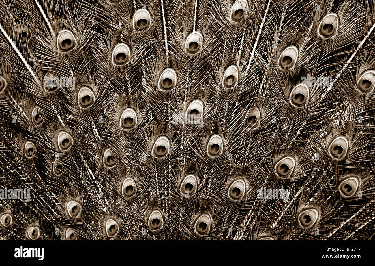 Plumas de pavo real en Sepia Foto de stock