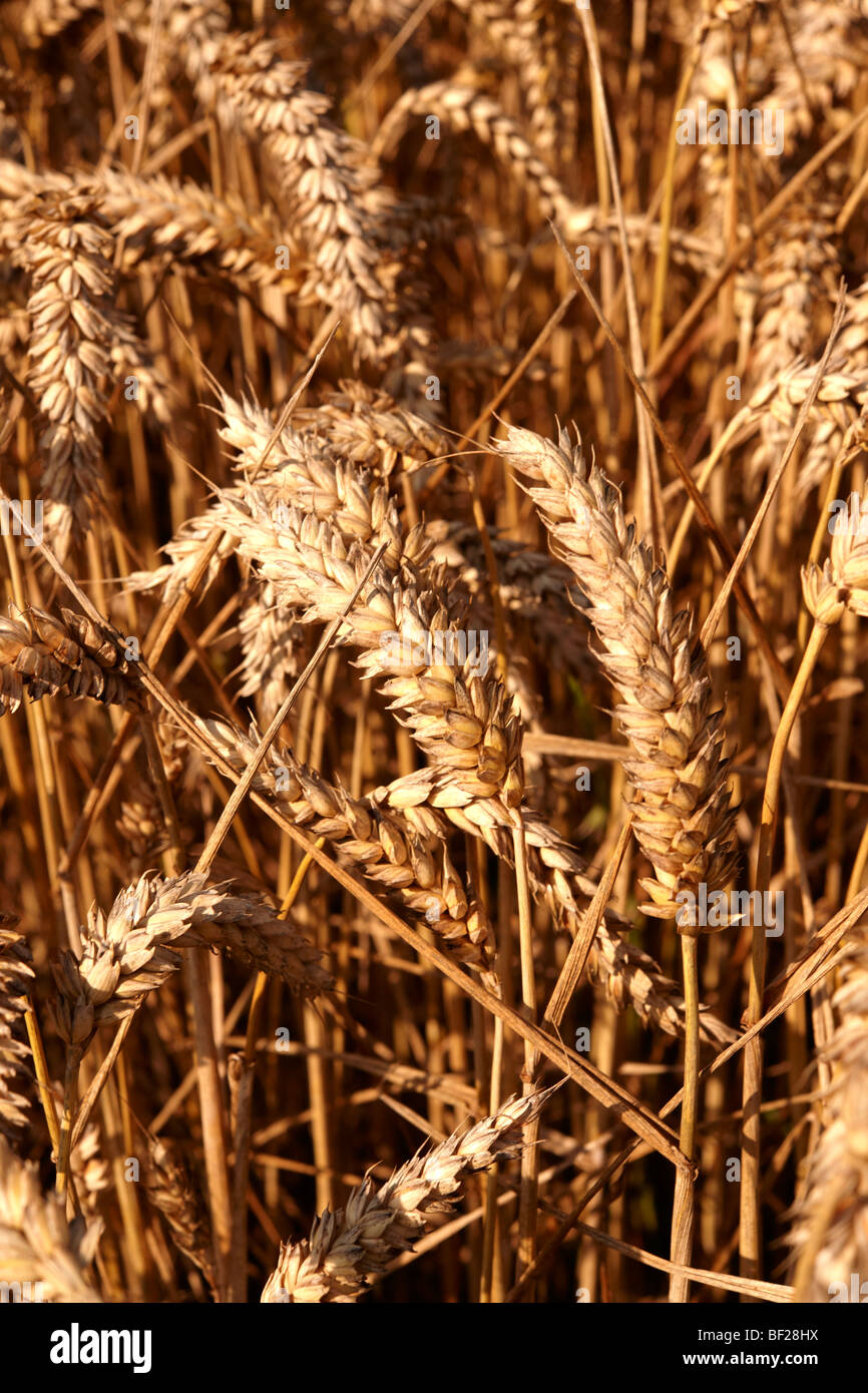 Campo de trigo listo para cosechar Foto de stock