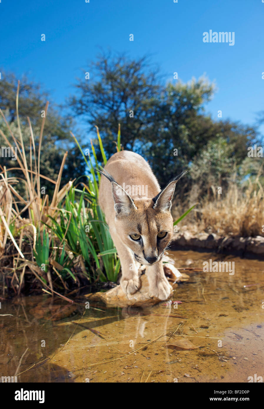 Amplio ángulo de visión de una (Felis Caracal caracal) mirando el agua, Na'un santuario de vida silvestre se ku, Namibia. Foto de stock