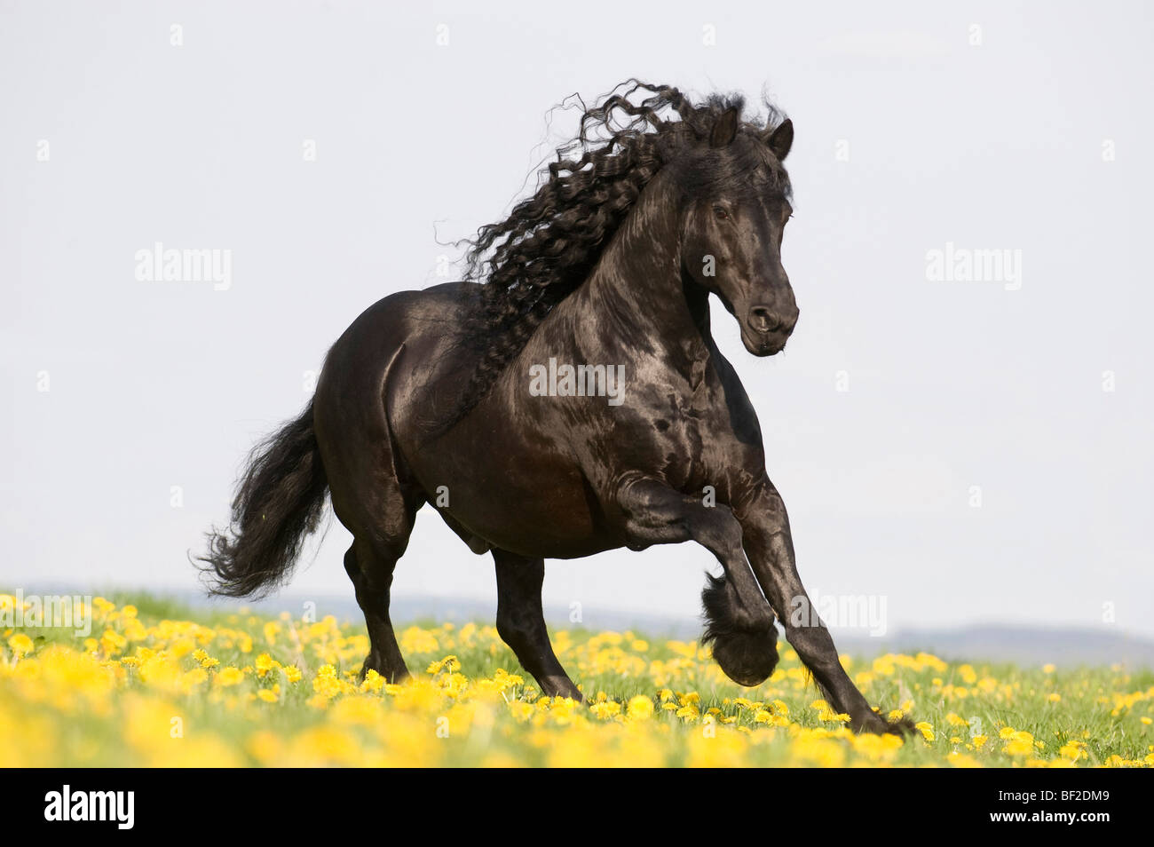 Friesian caballo (Equus caballus) galopping en un prado con flores de diente de león. Foto de stock
