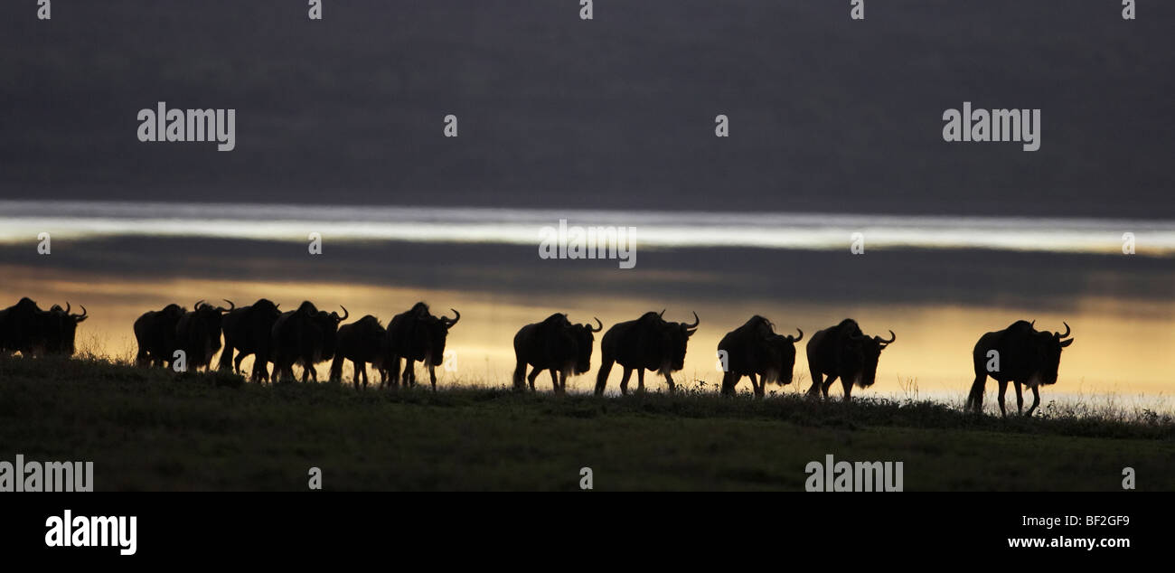 El ñu azul (Connochaetes taurinus), grupo silueteado sobre el borde del lago al amanecer. Foto de stock