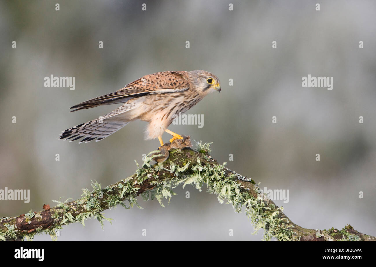 Cernícalo común (Falco tinnunculus). Macho encaramado a la presa. Foto de stock