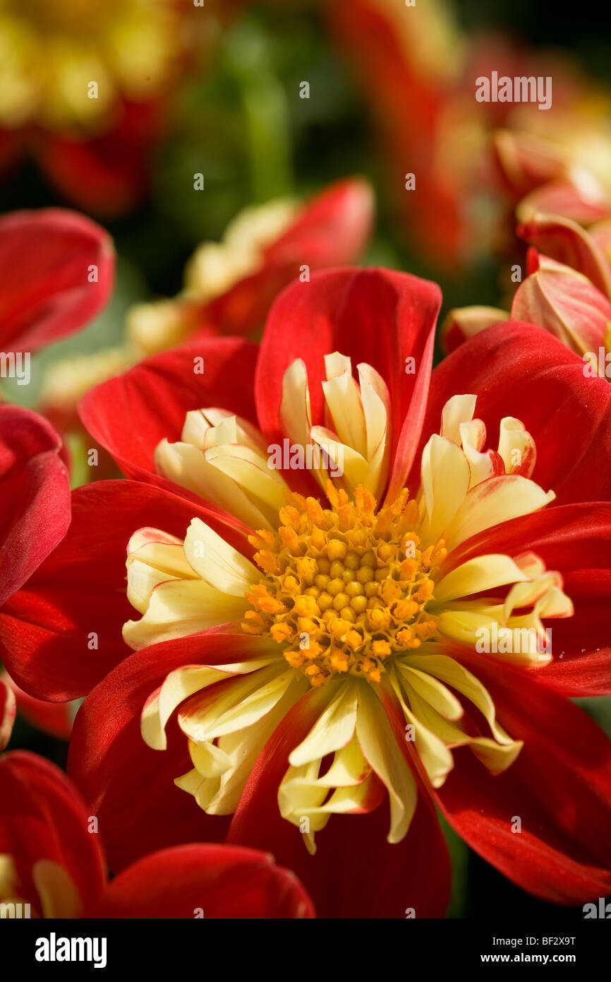 Paquete de flores fotografías e imágenes de alta resolución - Alamy