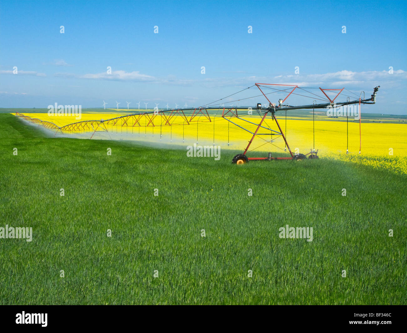 Un sistema de riego de pivote central cruce desde un floreciente campo de canola a un cereal adyacentes / campo de Alberta, Canadá. Foto de stock