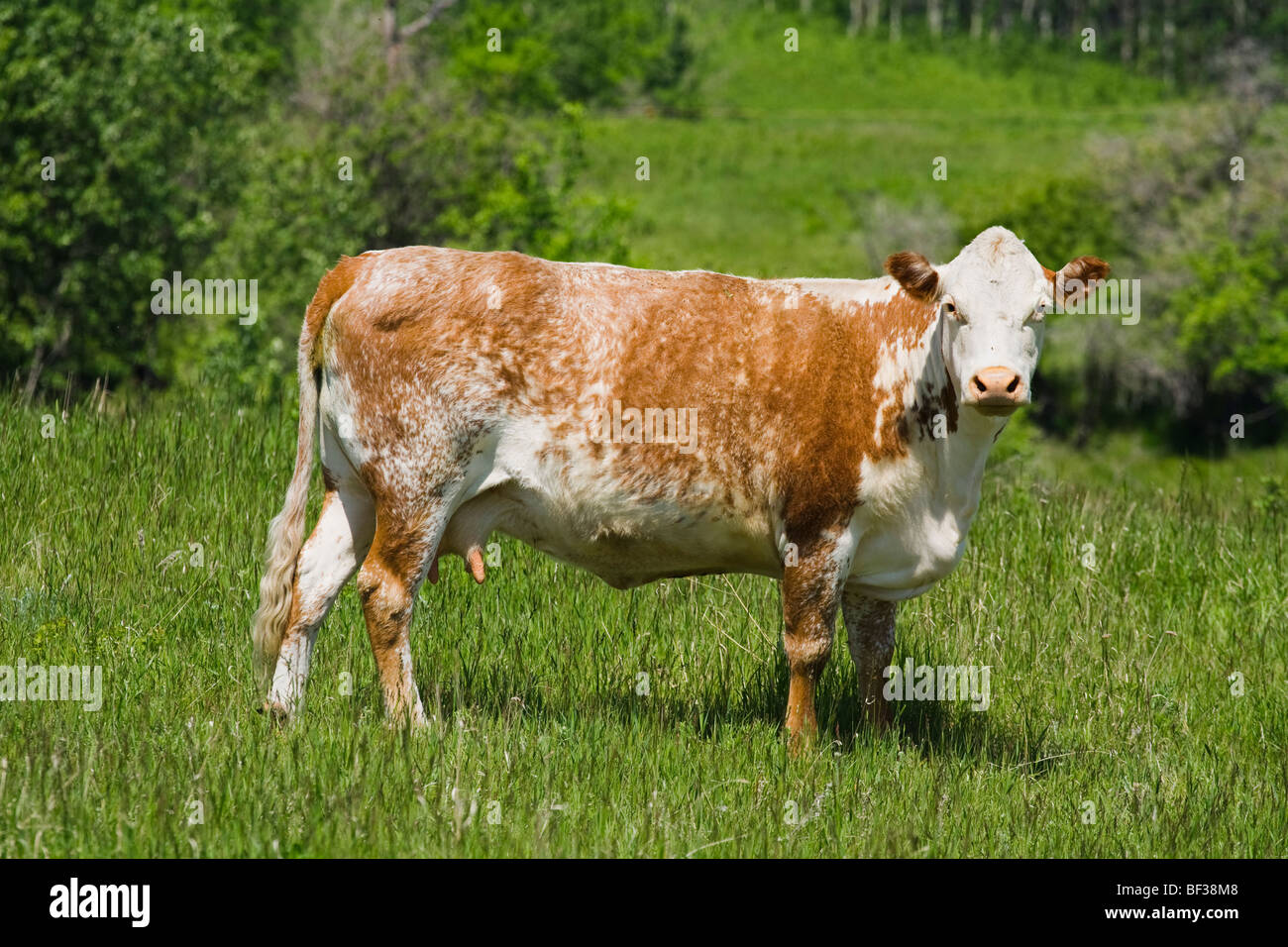 Ganadería - Roan shorthorn vaca de carne de pie en una pradera verde / de Alberta, Canadá. Foto de stock