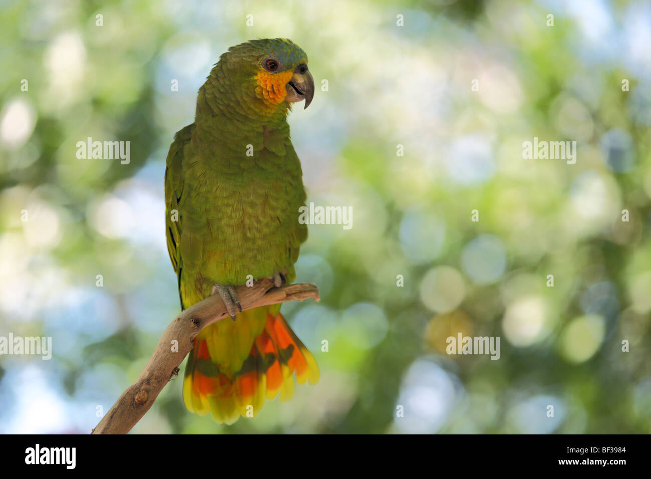 Naranja-winged loros Amazona Foto de stock