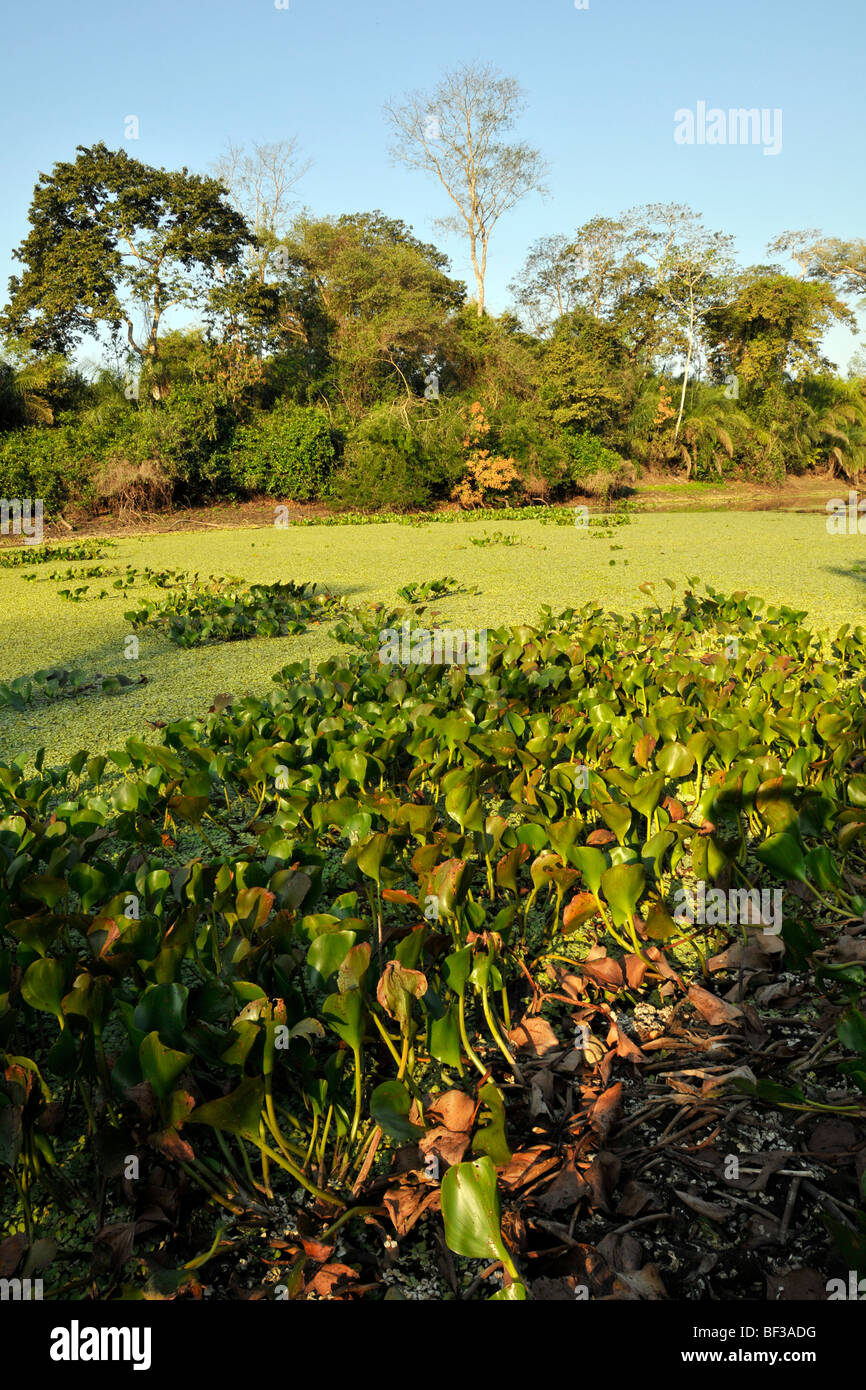 Río y bosque tropical, el Pantanal, Miranda, en Mato Grosso do Sul, Brasil Foto de stock