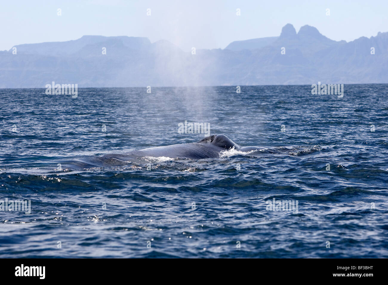 La ballena azul (Balaenoptera musculus) que sopla en la superficie. Foto de stock