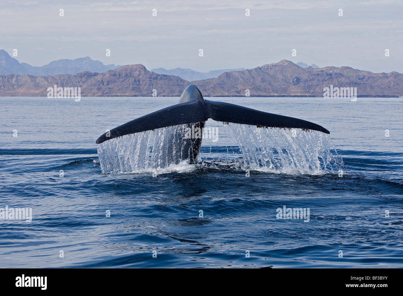 La ballena azul (Balaenoptera musculus), fluking. Foto de stock
