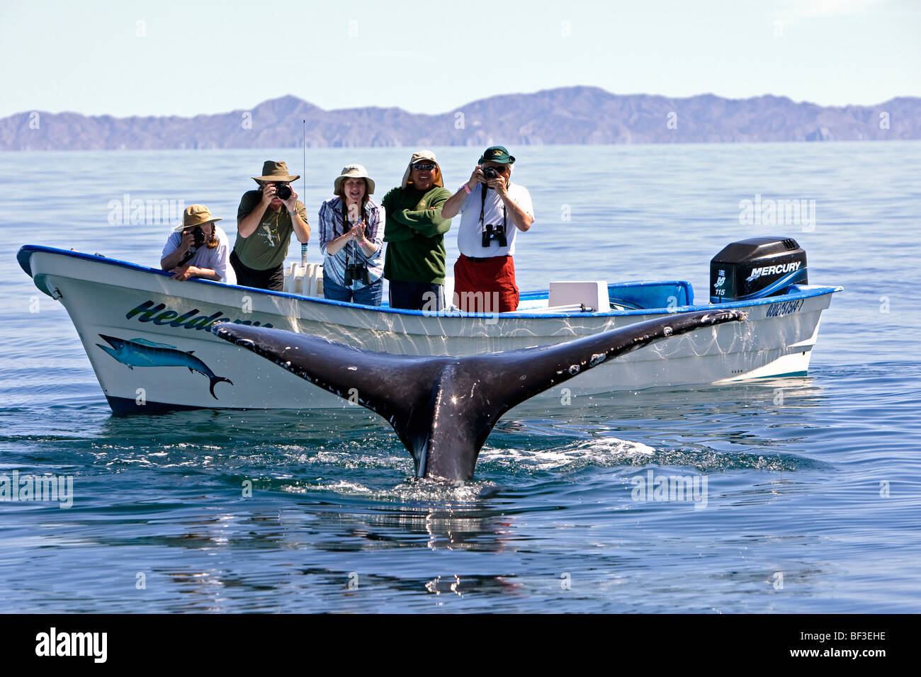 La ballena jorobada (Megaptera novaeangliae). Observadores de ballenas viendo ballenas buceo. Foto de stock