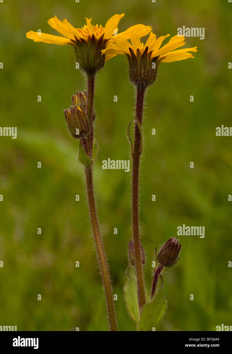 Arnica, Arnica montana. Planta medicinal; los Cárpatos, en Rumanía. Foto de stock