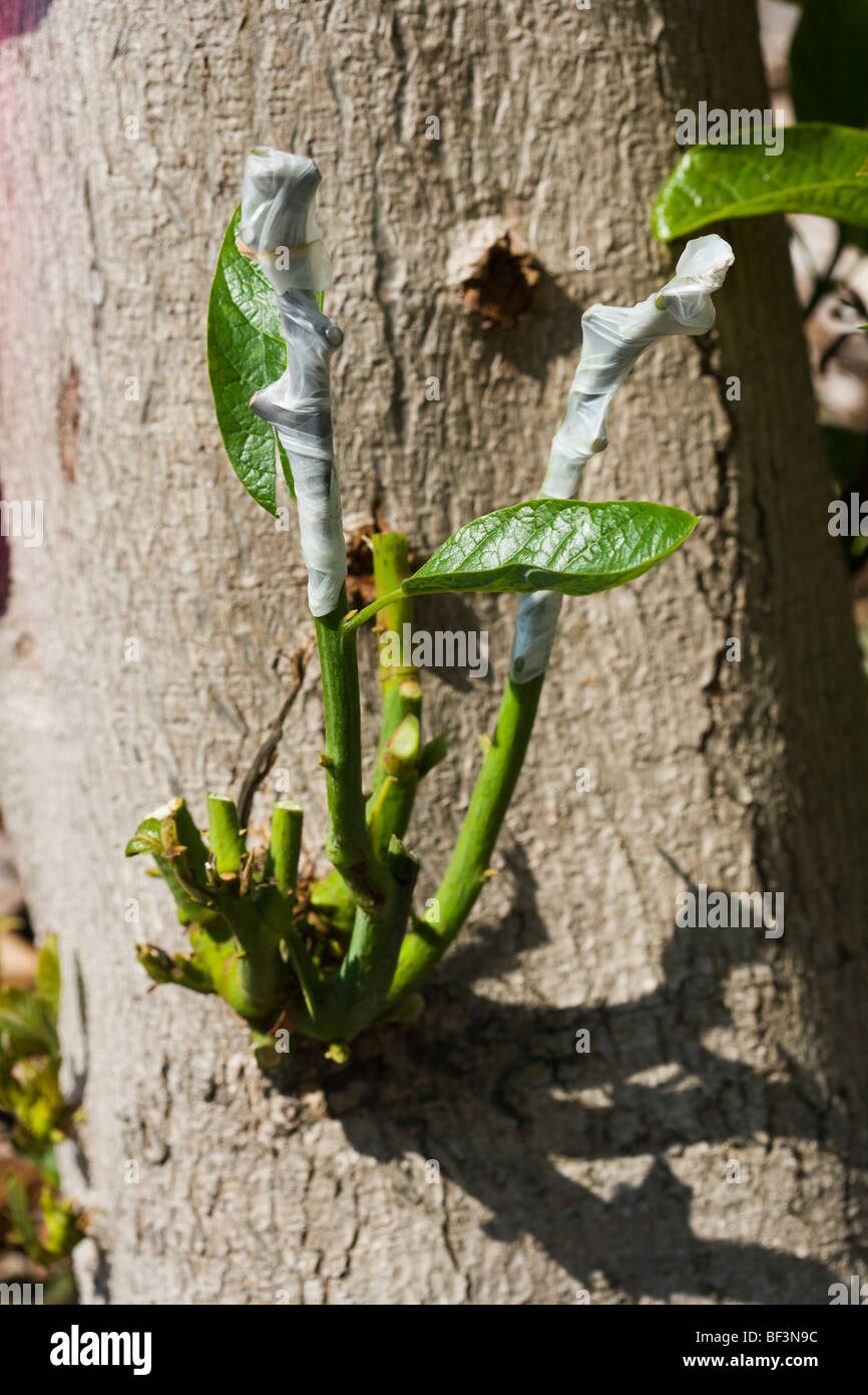 Uno de los varios injertos cultivar híbridos a un gran tronco de árbol de aguacate cuyo original vivero falló injerto / Kona, Hawaii, EEUU. Foto de stock