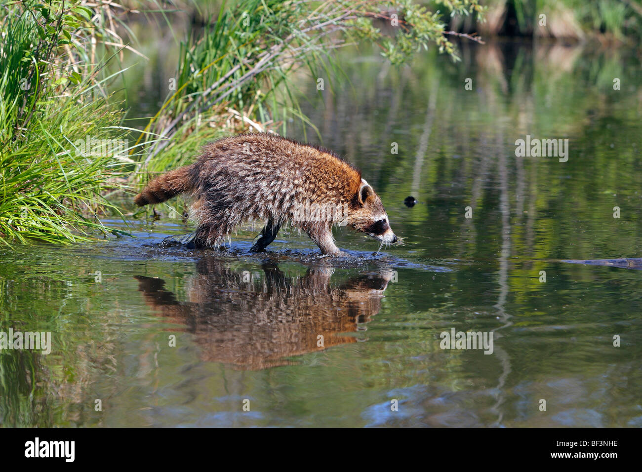 Mapache (Procyon lotor) caminando por un registro a la deriva. Foto de stock