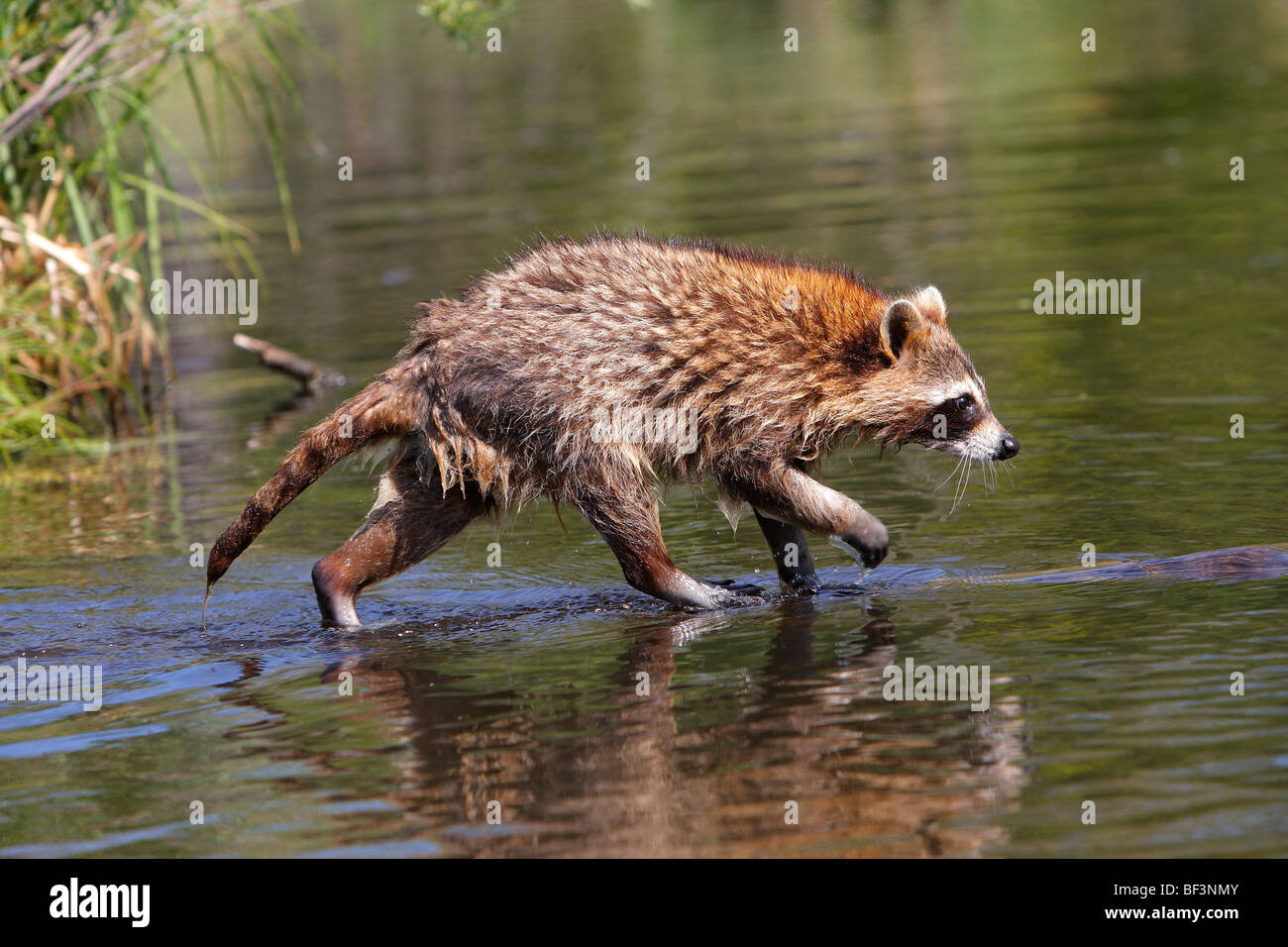 Mapache (Procyon lotor) caminando por un registro a la deriva. Foto de stock