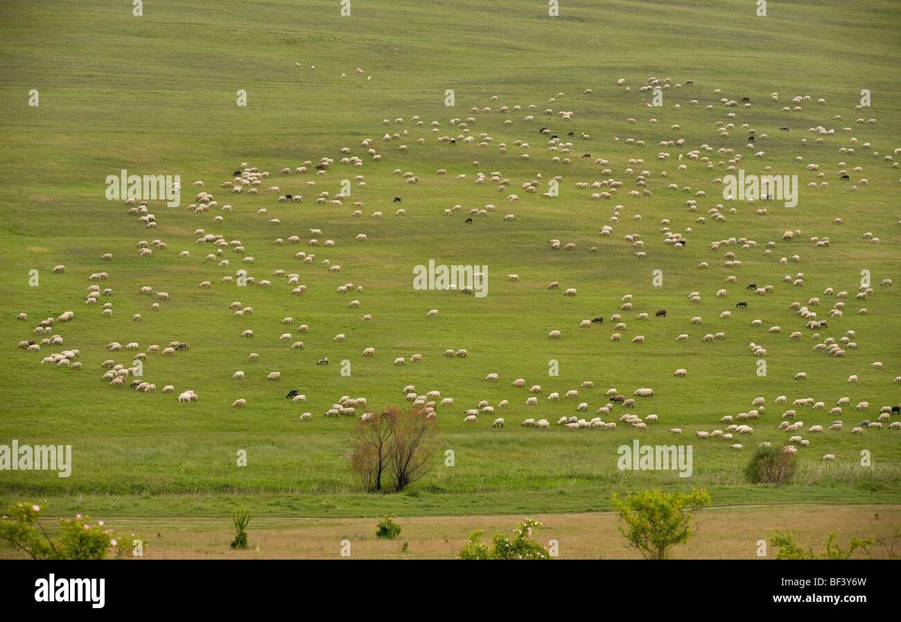Gran rebaño de ovejas en los pastos justo encima de Viscri. Transilvania. Foto de stock
