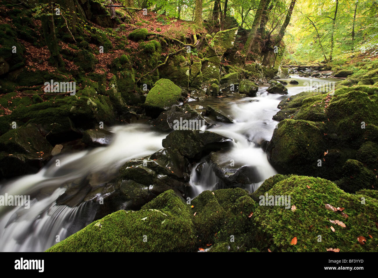 Río que fluye a través de un bosque inglés Foto de stock