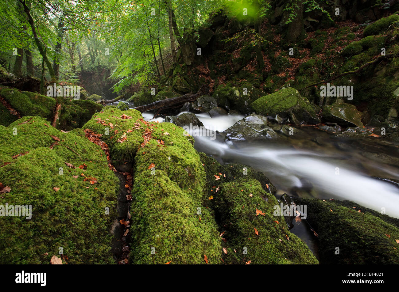 Escena de bosque inglés con rápida corriente fluyendo Foto de stock