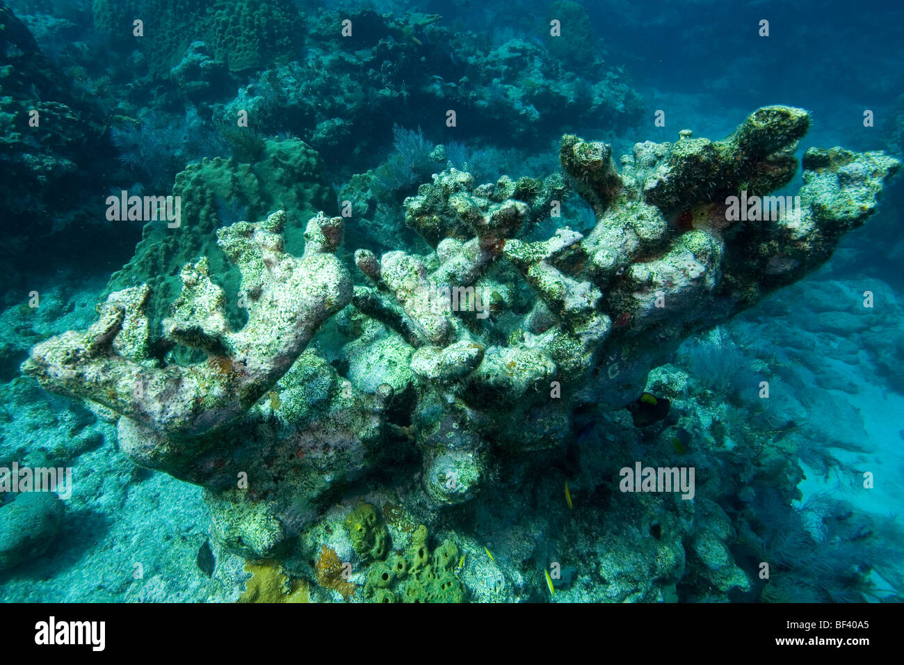 Elkhorn coral muerto Foto de stock
