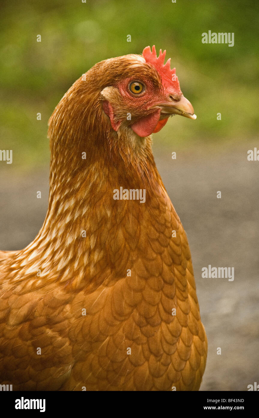 Vista lateral de un pollo marrón claro con peine rojo y wattle vista en un entorno exterior borroso. REINO UNIDO Foto de stock