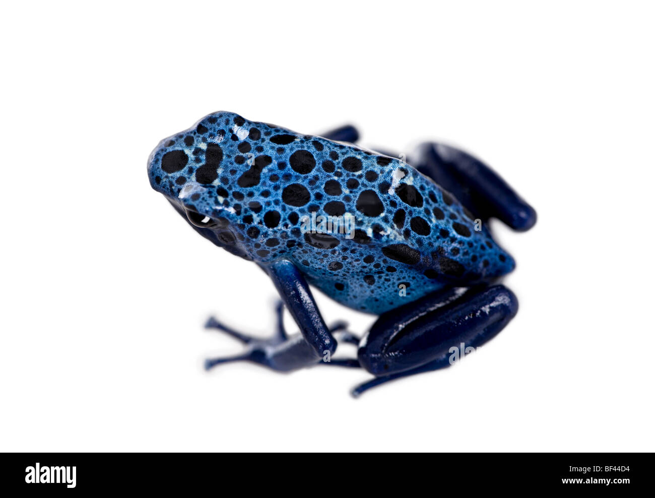 Blue poison dart frog, Dendrobates azuresus, delante de un fondo blanco, Foto de estudio Foto de stock