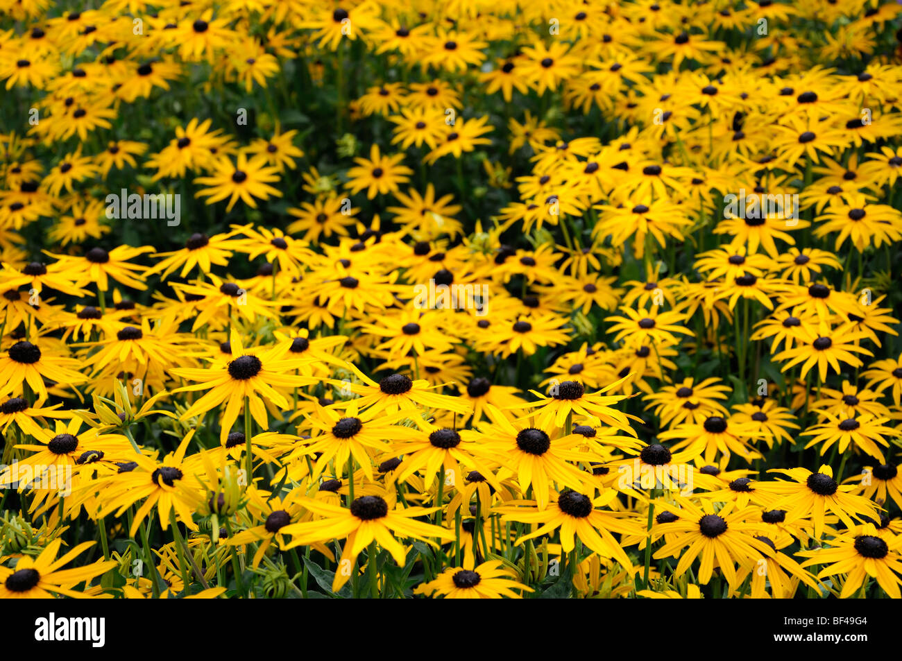 Rudbeckia hirta black-eyed Susan gold Flor Amarilla Flor flor perenne a finales del verano Foto de stock