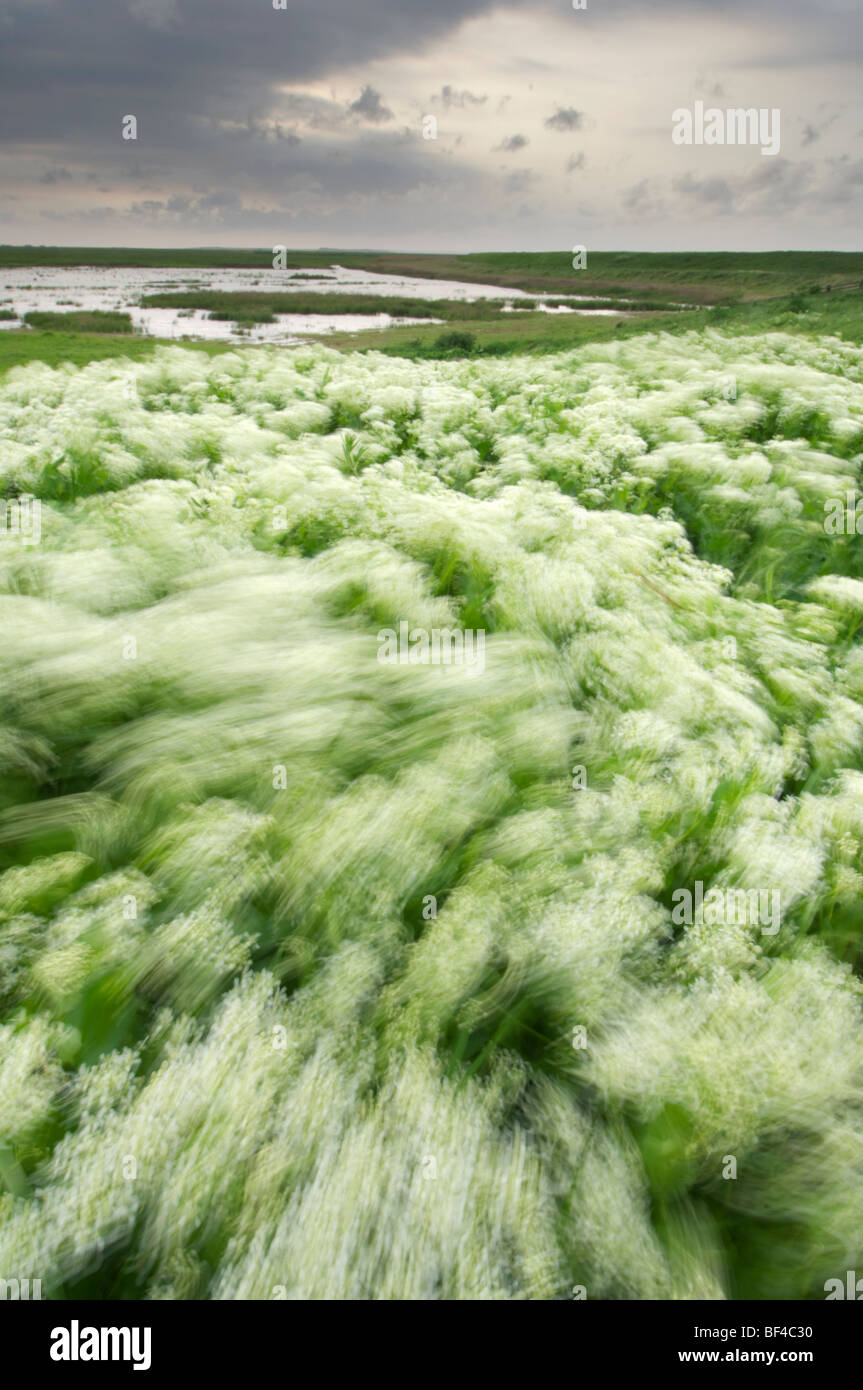 Berro, Cardaria draba canosos, sopladas por el viento fuerte, Kent, Inglaterra. Foto de stock