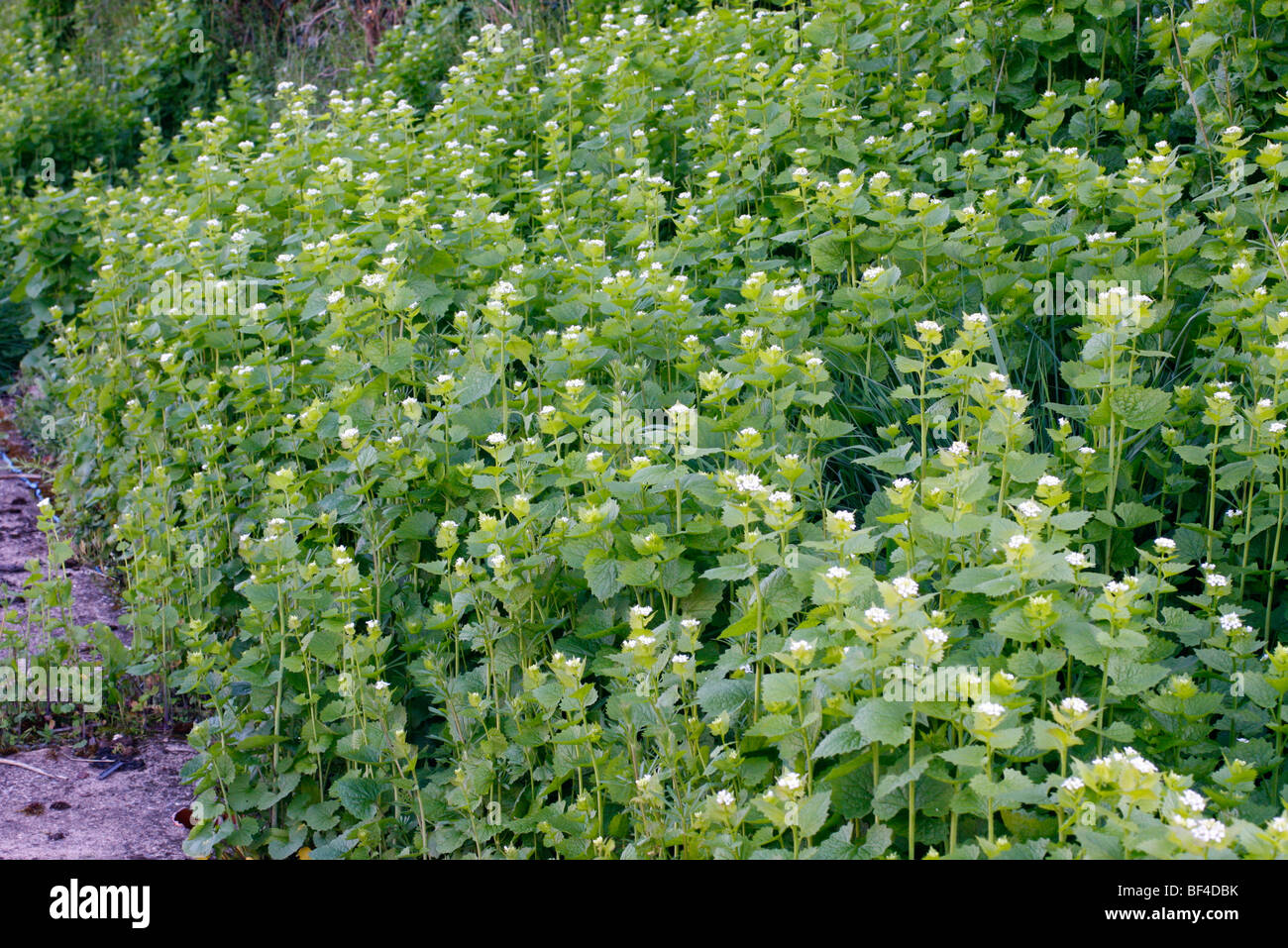 Gato-por-la-hedge o de ajo, mostaza, Alliaria petiolata Foto de stock