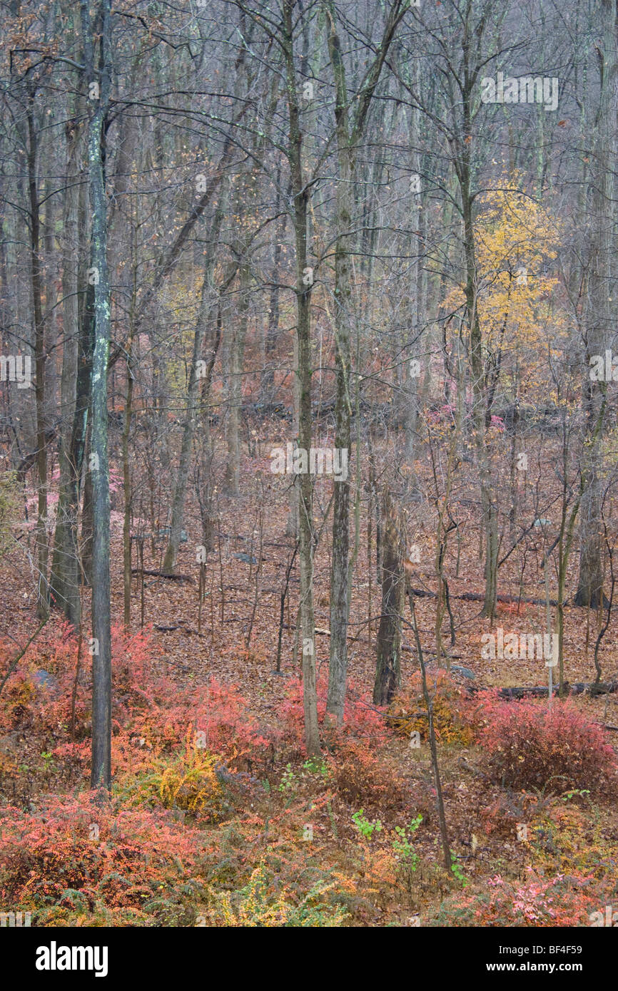 Akn 1185R1 el follaje de otoño en zona boscosa Foto de stock