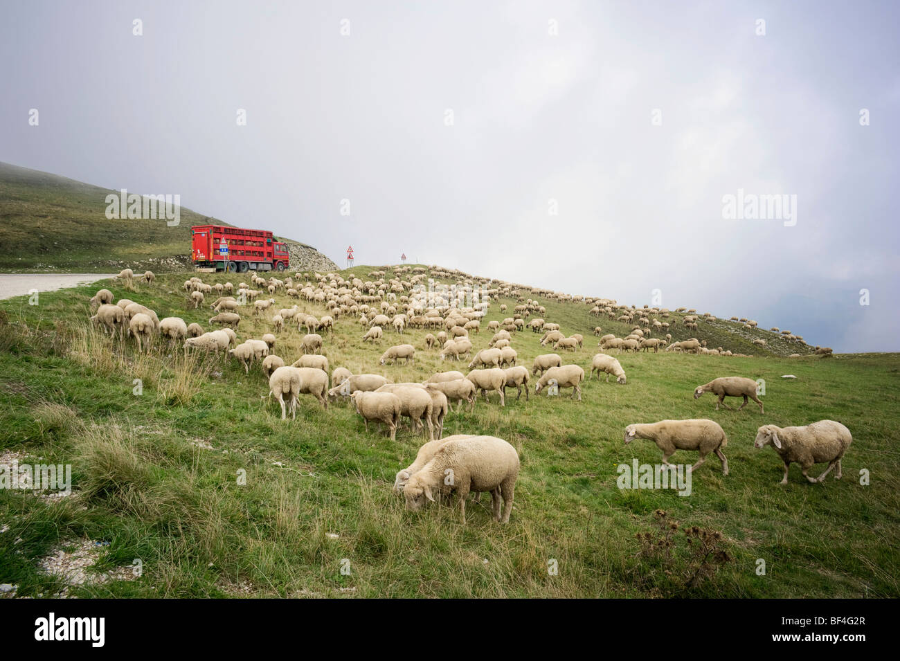 Parte de un rebaño de ovejas transportadas lejos, Monte Sibillini mountinas, Apeninos, Le Marche, Italia, Europa Foto de stock