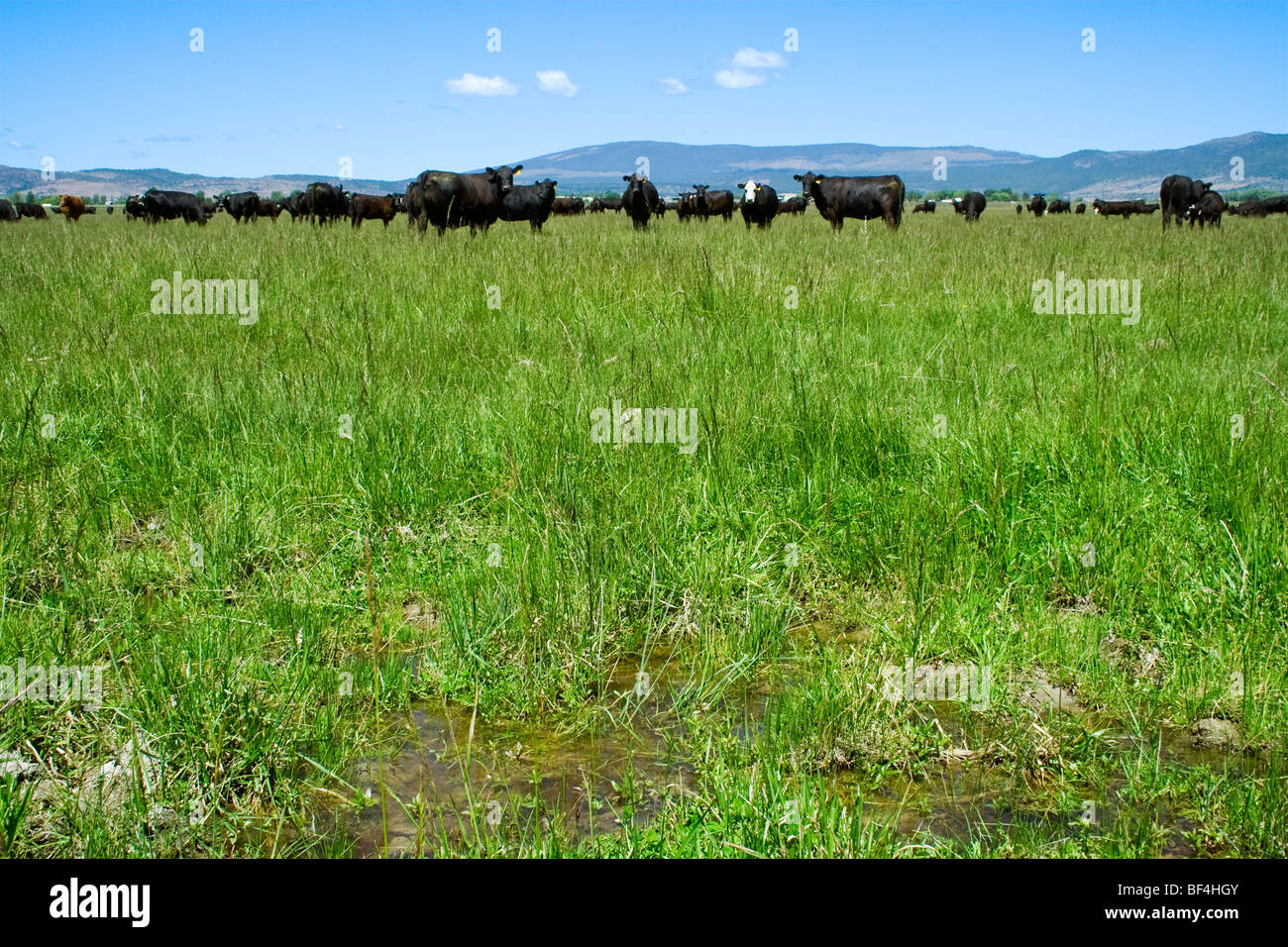 Ganadería - Manada de ganado vacuno Angus negra sobre una pradera verde / Norte de California, Estados Unidos. Foto de stock