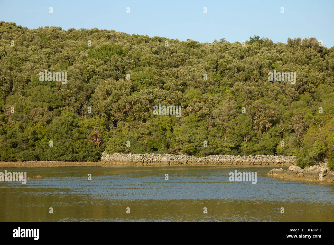 La encina (Quercus ilex) Bosque, muro de piedra seca en la costa de la isla de Cres, Croacia Foto de stock