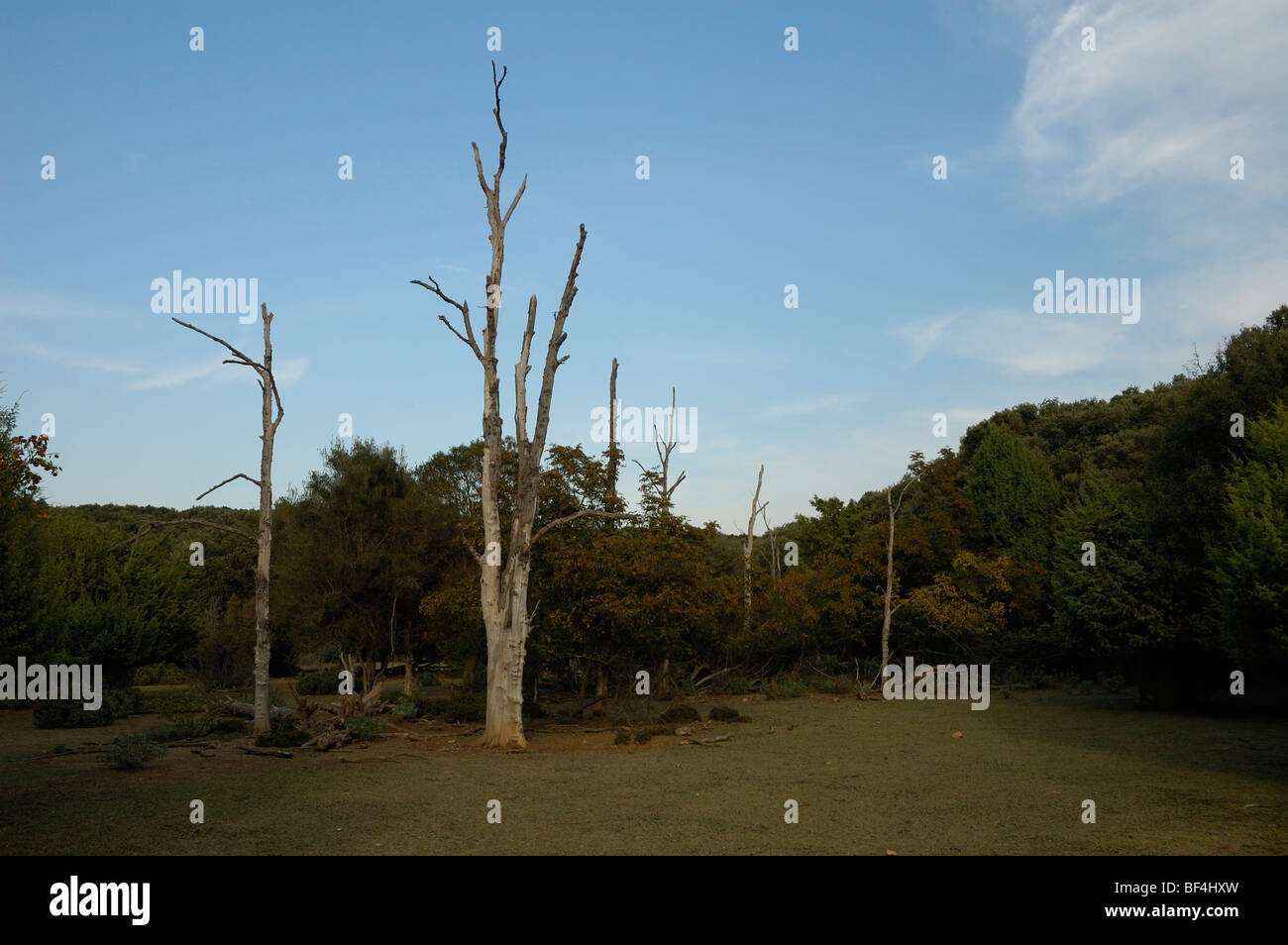 Glade con árboles secos, Punta (punta kriza križa), isla Cres, Croacia, Europa Foto de stock