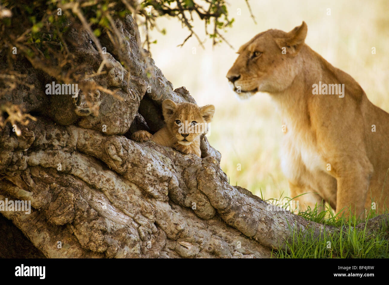 Lindo cachorro de león en el árbol vertical Foto de stock