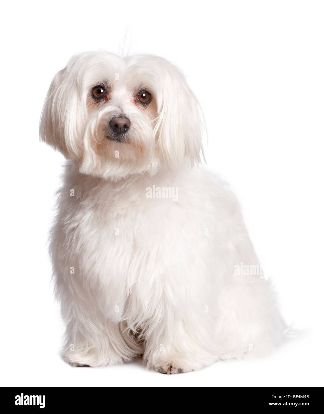 Retrato de perro maltés delante de un fondo blanco, Foto de estudio Foto de stock