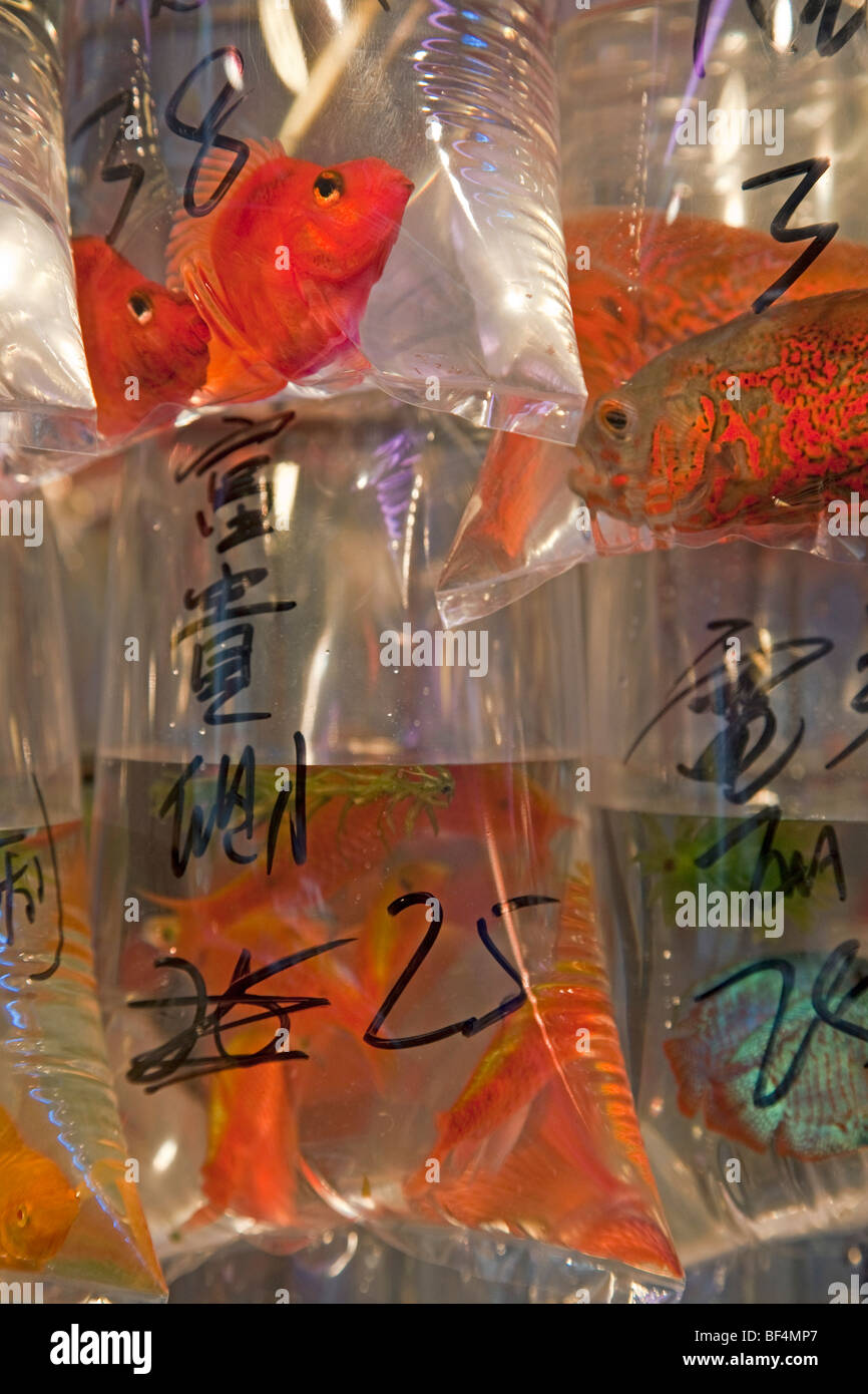 En Asia, China, Hong Kong, Mongkok, Peces en un tanque en Tung Choi Street, una calle llena de tiendas que venden peces tropicales, carpas... Foto de stock