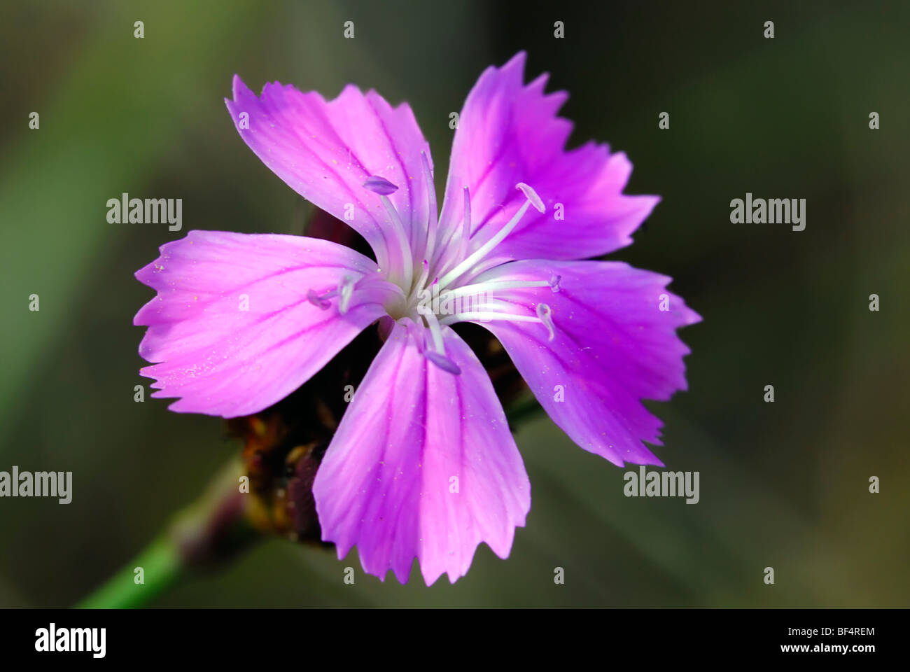Rosa (Dianthus carthusianorum Cartuja) Foto de stock