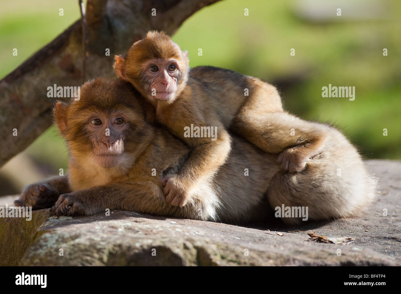 La madre y el bebé barbary ape Foto de stock