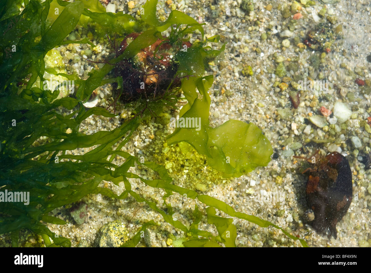 La lechuga de mar (Ulva lactuca) Foto de stock