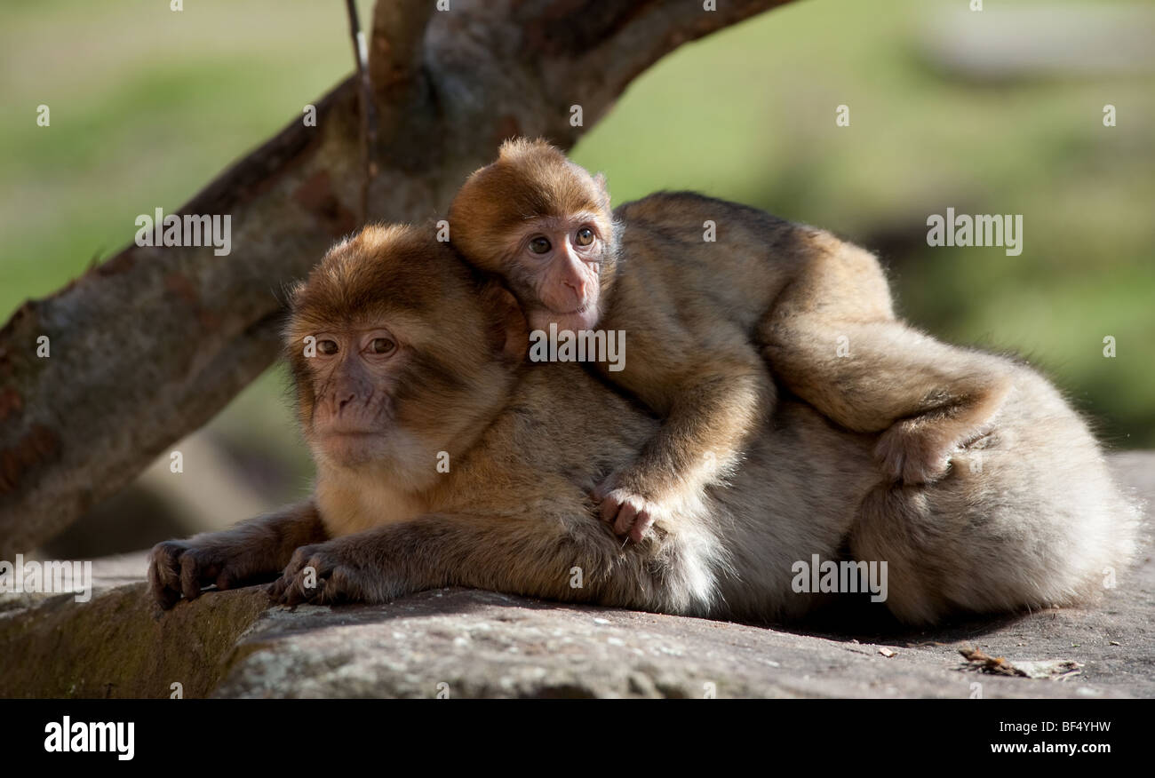 La madre y el bebé barbary ape Foto de stock
