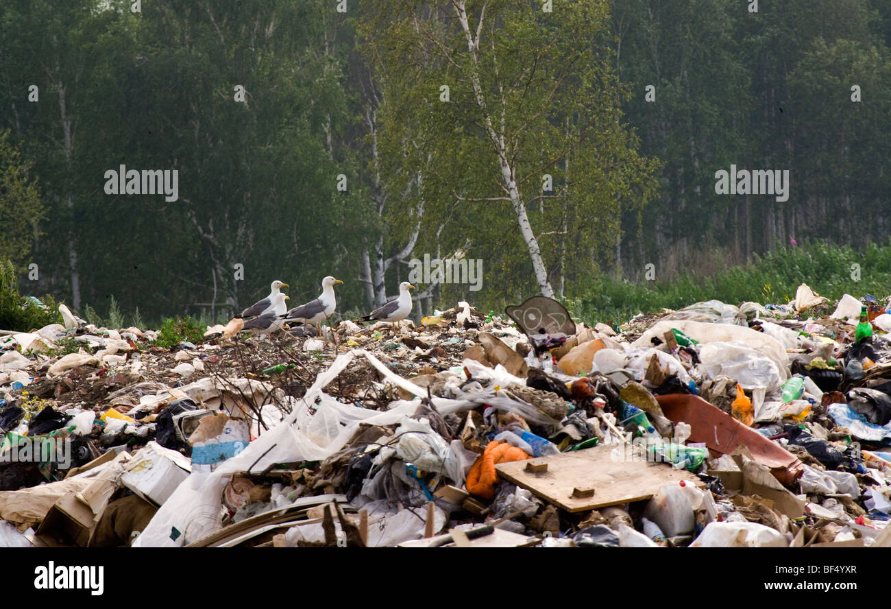 Gaviotas vierten desechos por el bosque, Karabash, Urales, Rusia Foto de stock