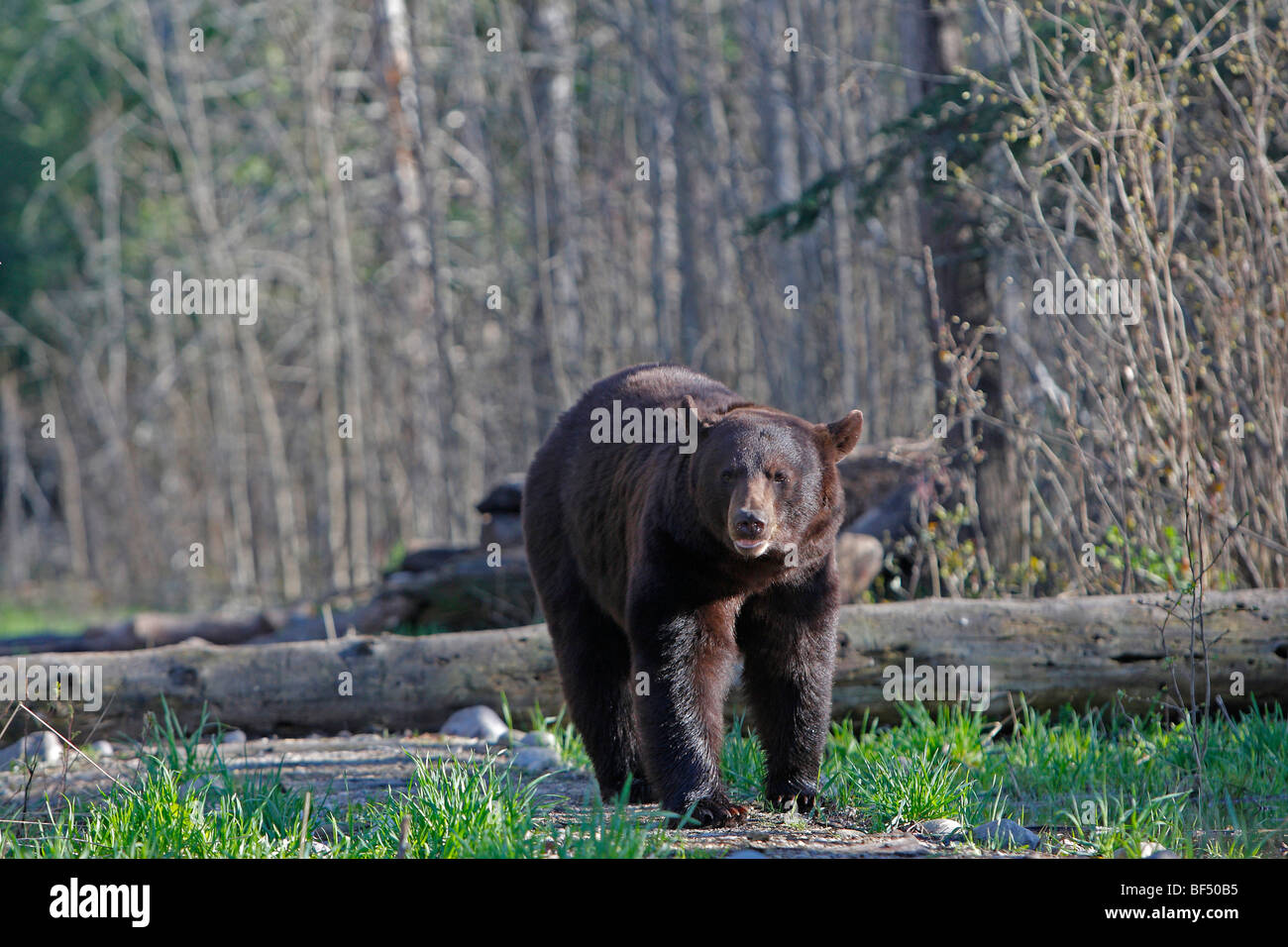 Oso negro americano (Ursus americanus). Adulto caminando en el bosque. Foto de stock