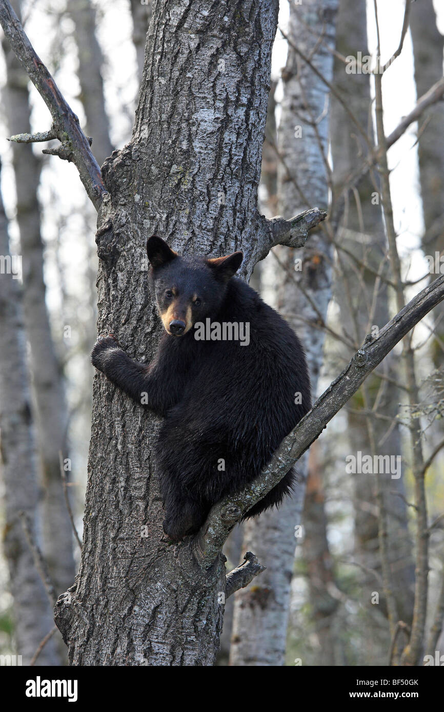 Oso negro americano (Ursus americanus). Yearling 1 año y medio de edad sentado seguro en un árbol. Foto de stock