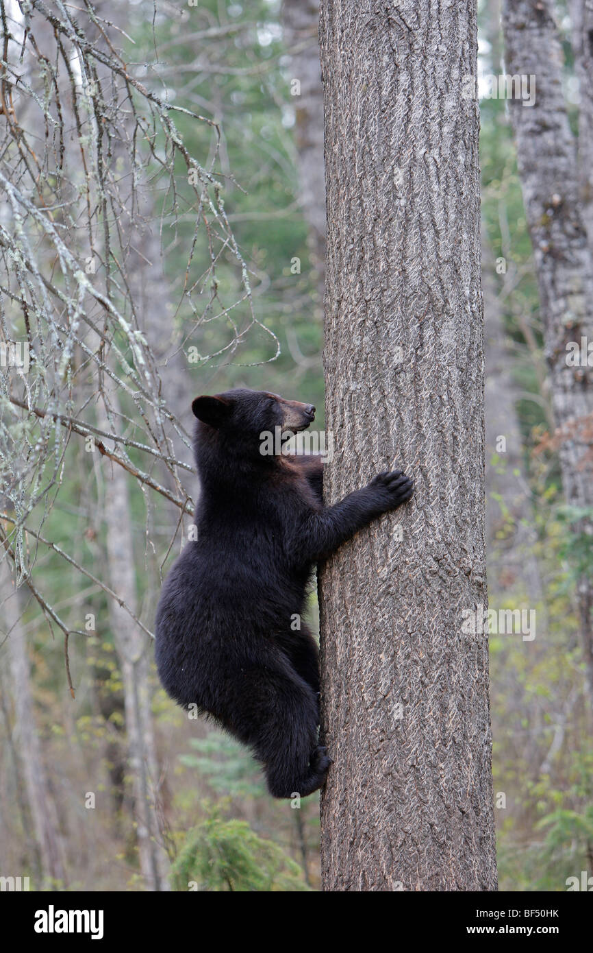 Oso negro americano (Ursus americanus). Yearling 1 año y medio de edad trepar a un árbol para estar seguro. Foto de stock