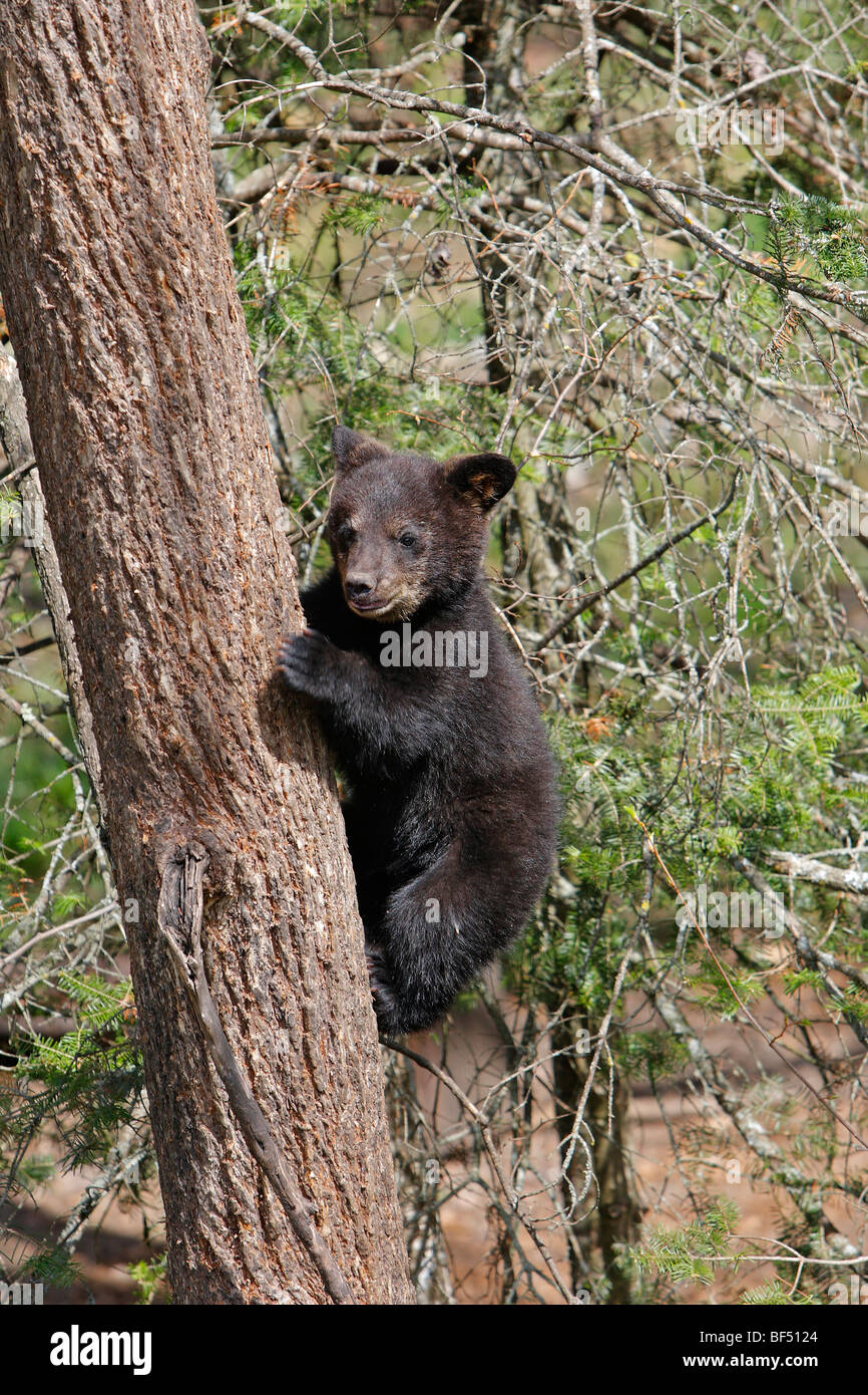 Oso negro americano (Ursus americanus). Primavera cub (4 meses) subir a un árbol para estar seguro. Foto de stock