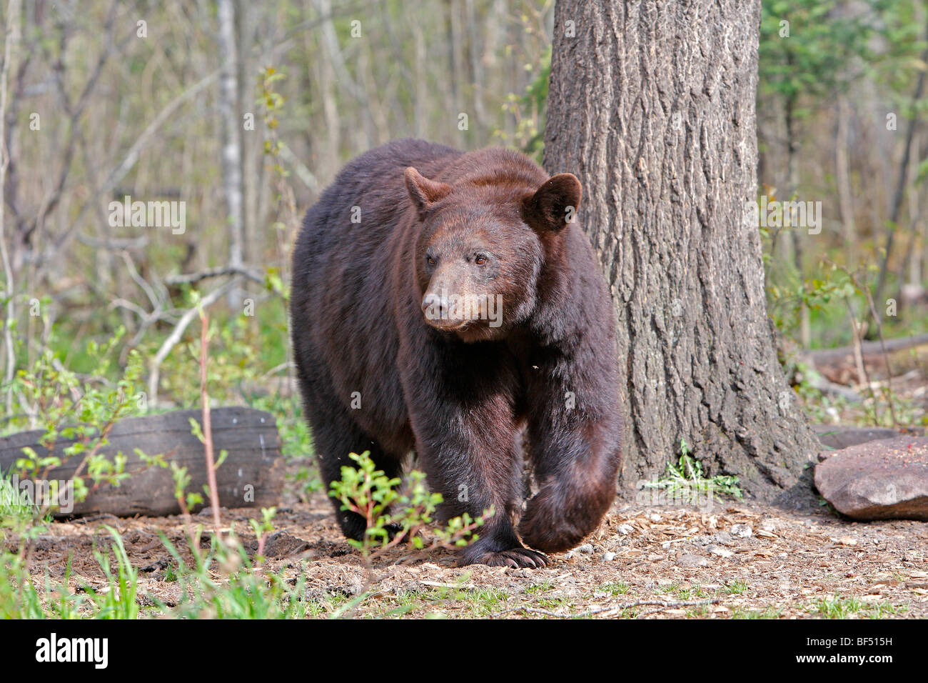 Oso negro americano (Ursus americanus). Adulto caminando en el bosque. Foto de stock