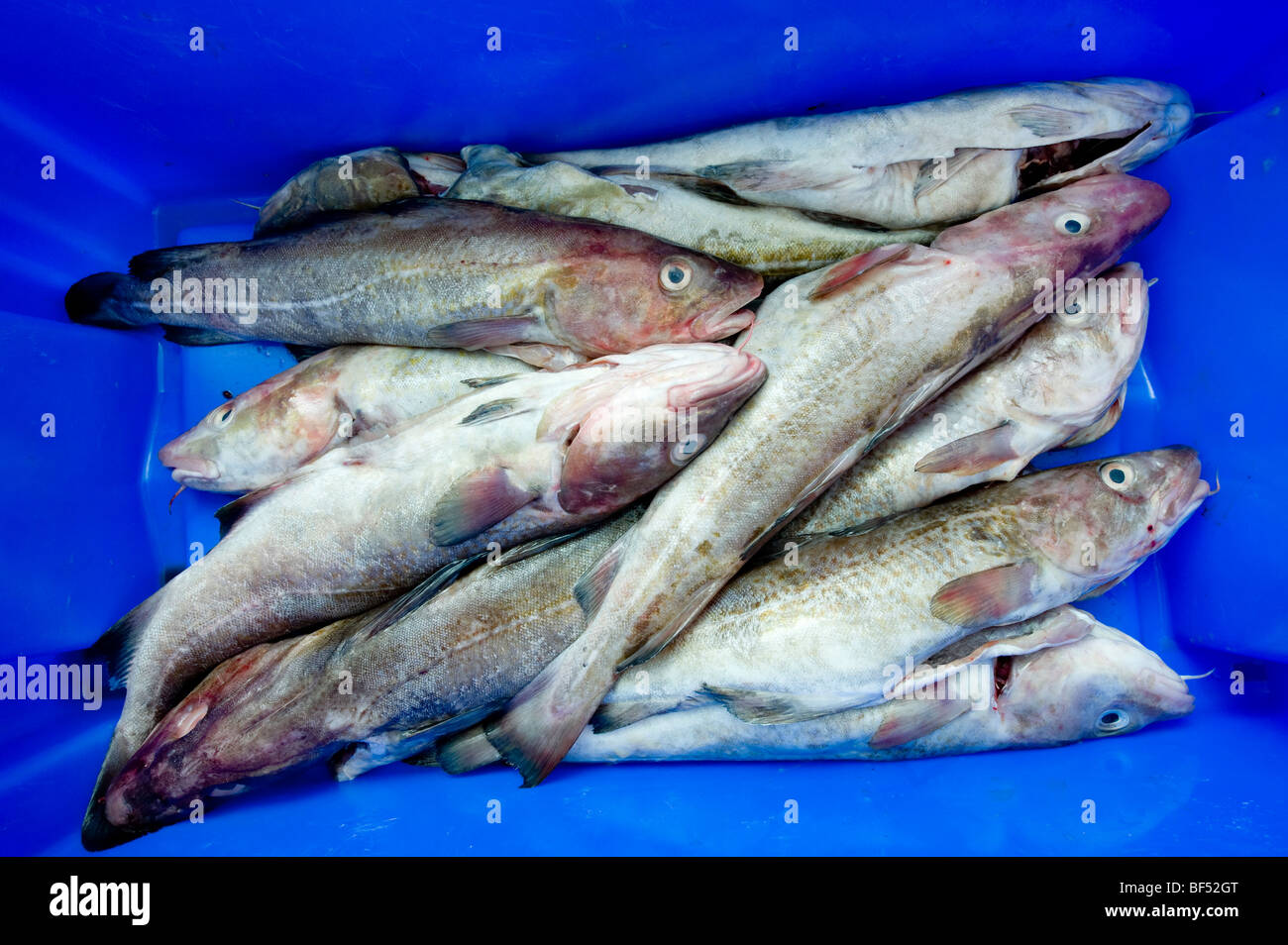 Pescado Congelado. Mercado De Pescado Fresco. Dorada Foto de archivo -  Imagen de pila, salud: 215231676