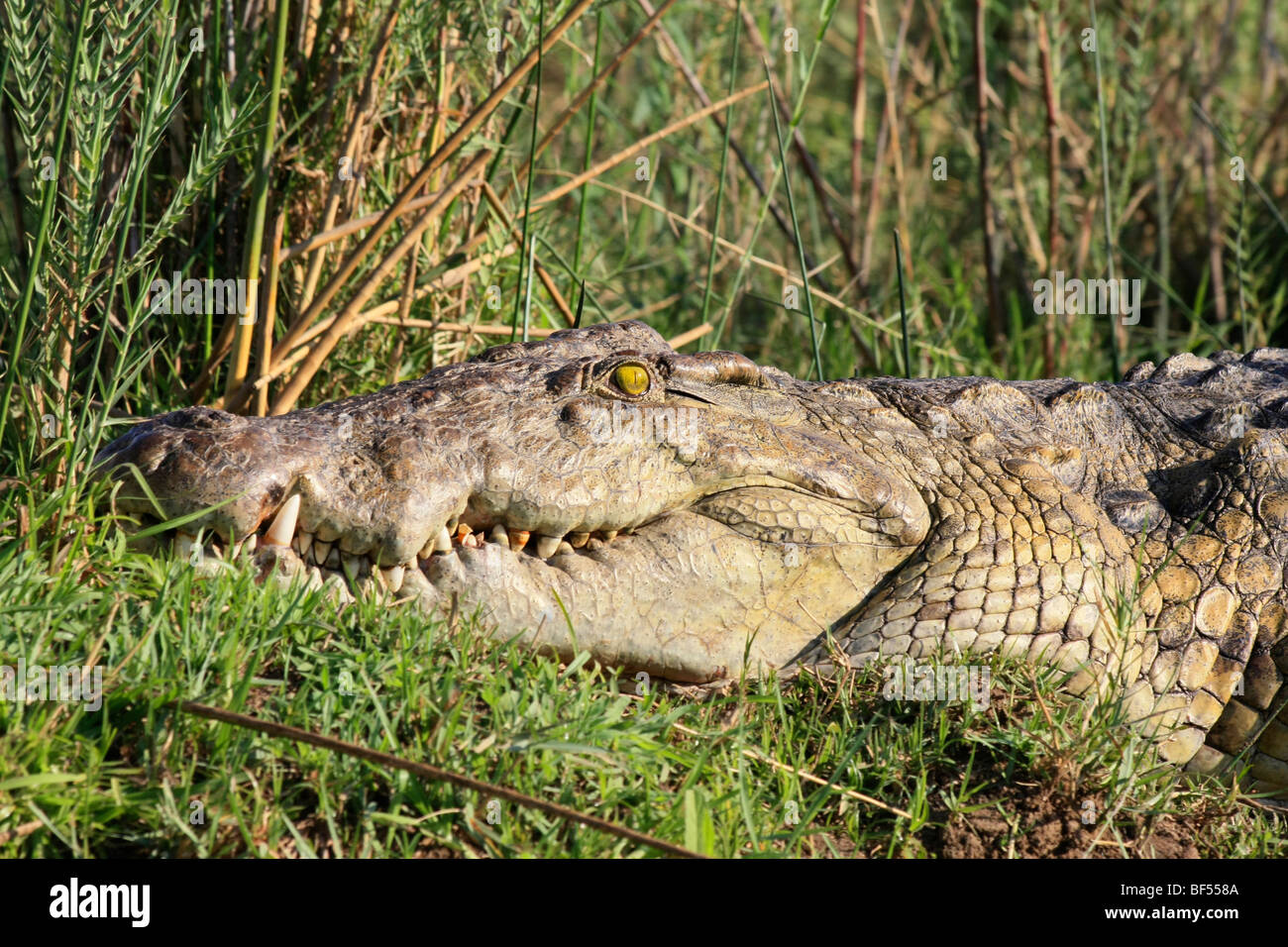 Un cocodrilo del Nilo tumbado en las orillas del río Zambeze en Zambia Foto de stock