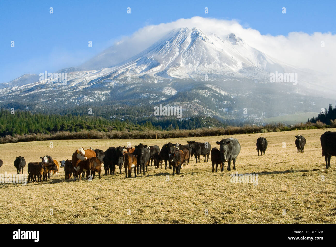 Mezcla de razas de ganado de carne; Black Angus & Black Baldie, sobre una pastura de invierno con nieve cubrió Mt. Shasta en el fondo. Foto de stock