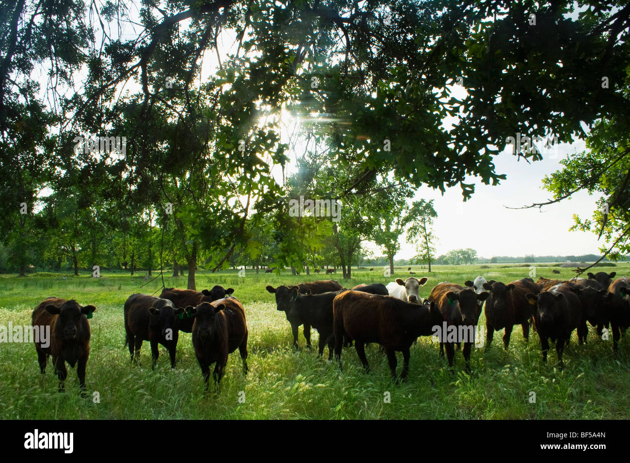 Ganadería - mezcla de razas de ganado vacuno, principalmente el Black Angus, sobre una pastura verde / cerca de Vina, California, USA. Foto de stock
